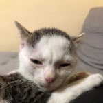 LuxOrSnowman member profile picture
