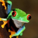 distracted_frog member profile picture