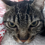 Johvini member profile picture