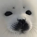 smoothiizz member profile picture