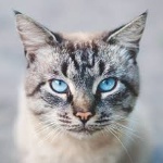 Sasuona member profile picture