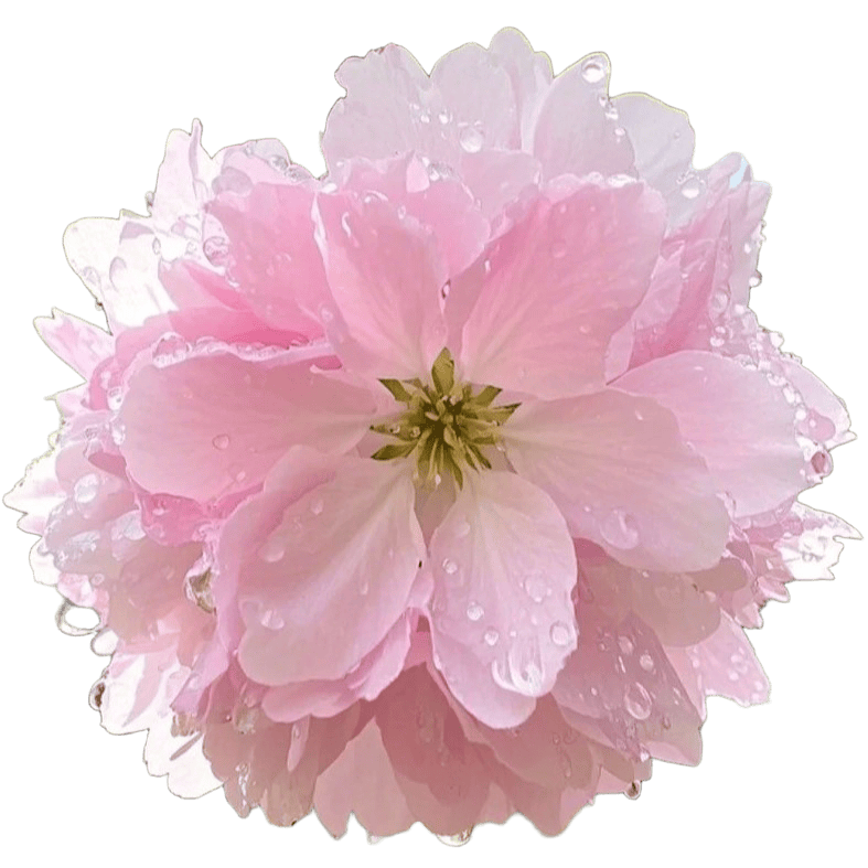 Realistic Cherry Blossom Fall Texture