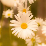 View SunflowerDaisies572's Profile
