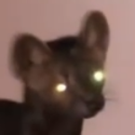 Zixvoo member profile picture