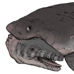 MakoGaleoRaptus member profile picture