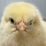 tPaz member profile picture