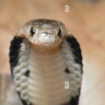 cobradagamedeveloperpt2 member profile picture