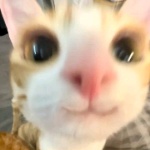javierbendezuv member profile picture