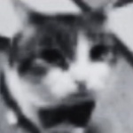 c5glp member profile picture