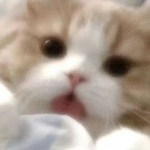 coelhie member profile picture
