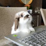 lunarbunten member profile picture