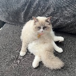 AJayMaxi82 member profile picture