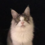 Soifased member profile picture