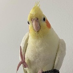 Hakerboi