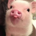 chancho1282