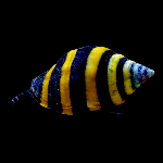 SeaBumblebeee member profile picture