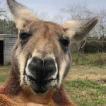 PaulGamingXDYT member profile picture