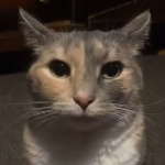 mthomyyy member profile picture