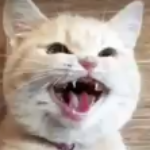 Catastrophi