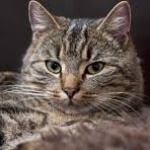 MaveHD member profile picture