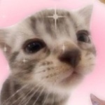 picklecat member profile picture