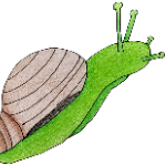 SpiritTheSnail member profile picture