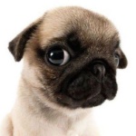 Dumb_Fly member profile picture