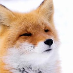 Fox2333667 member profile picture