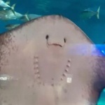 Ray_of_the_abyss member profile picture