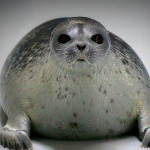 vvhhzzsnoww member profile picture