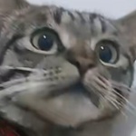 user_fzfyokox21bf0nbt member profile picture