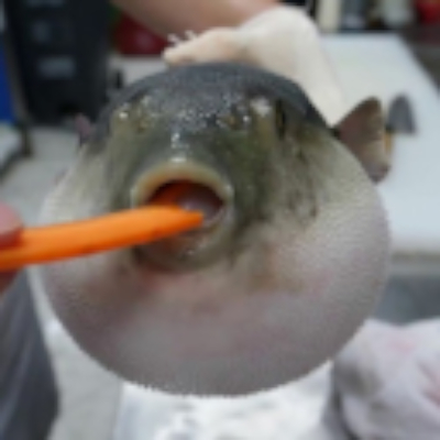 Choking Pufferfish