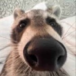 moudjane member profile picture