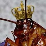 critterbugboi member profile picture