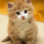 Raphael_forts