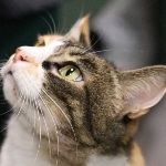DreamNIT member profile picture