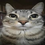 ika2099 member profile picture