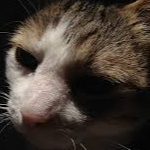 sushi2 member profile picture