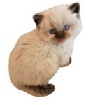 View KawaiiKittyLover's Profile