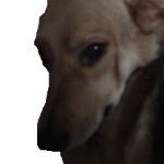 Biboszka member profile picture