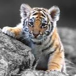 braxten519 member profile picture