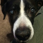 RodomgASMR member profile picture