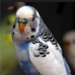 Periquito member profile picture