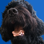 RexitoBonito member profile picture