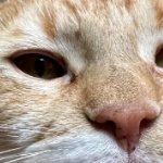 Ousama member profile picture