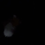 Bloodshed_The_furry member profile picture