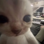 Chocomilk_giuu member profile picture