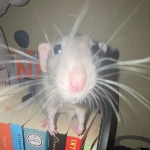 JustASillyRat