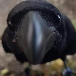 MuonR