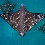 View guest100937's Profile